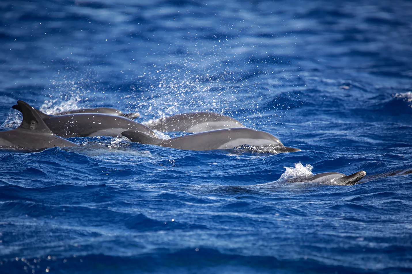 Dolphins on our marine safari. Photo by Heléne Ramackers Dolphins on our marine safari. Photo by Heléne Ramackers
