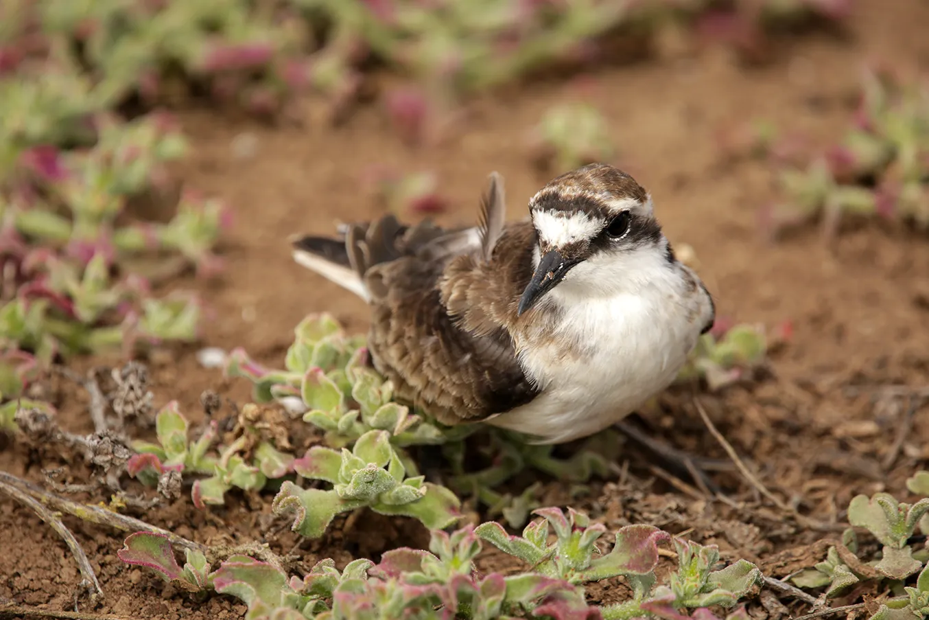 A wirebird. Photo by Heléne Ramackers A wirebird. Photo by Heléne Ramackers