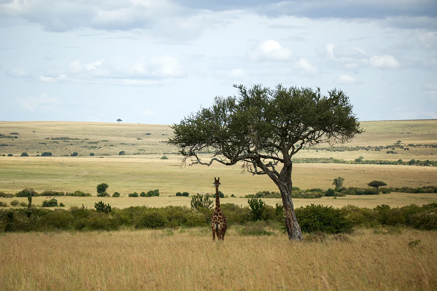 A Masai giraffe under a tree. Photo by Heléne Ramackers A Masai giraffe under a tree. Photo by Heléne Ramackers