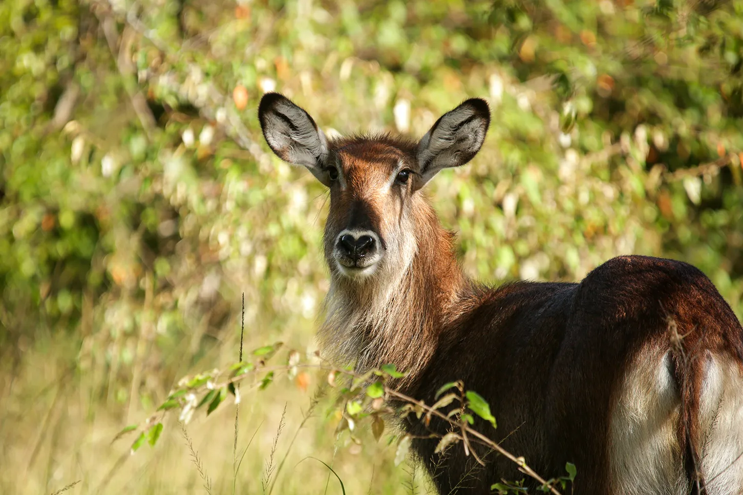 A beautiful defassa waterbuck. Photo by Heléne Ramackers A beautiful defassa waterbuck. Photo by Heléne Ramackers