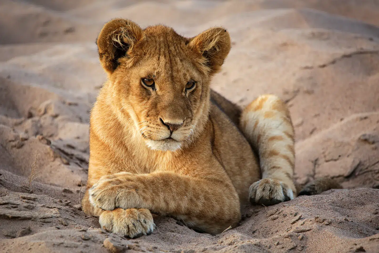 This adorable lion cub was sitting so elegantly. Photo by Heléne Ramackers This adorable lion cub was sitting so elegantly. Photo by Heléne Ramackers