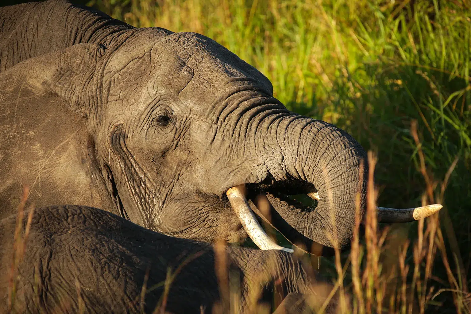 An elephant is drinking water. Photo by Heléne Ramackers An elephant is drinking water. Photo by Heléne Ramackers