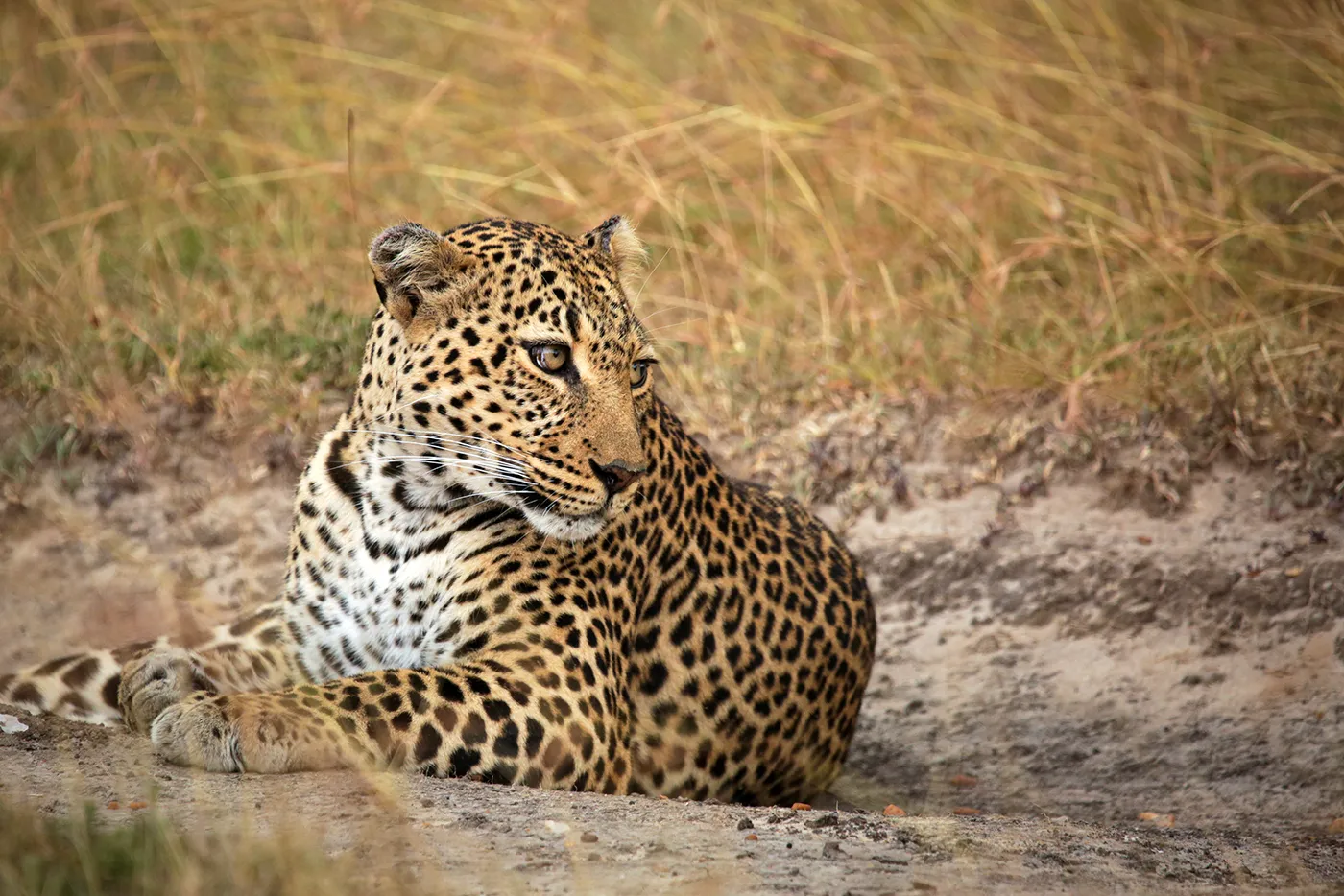 The stunning Luluka. Photo by Heléne Ramackers The stunning Luluka. Photo by Heléne Ramackers