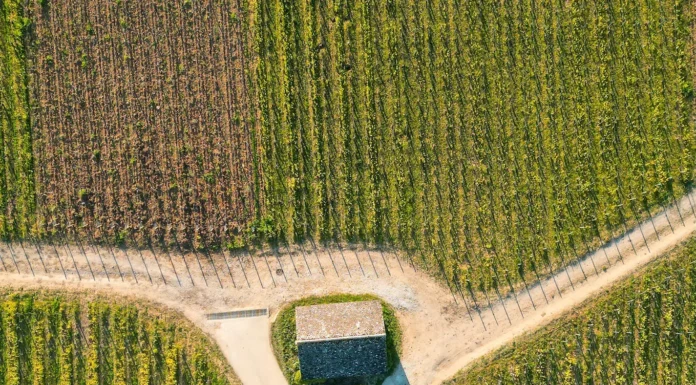 Berry Bros. Secures Burgundy Estate Partnership Vigne Enfant Jesus ©Vinup