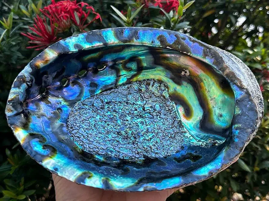 Abalone. Source amazon Abalone. Source amazon