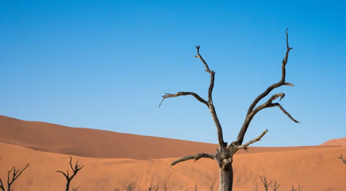 Discover the Top Destinations Where the Landscape is the Luxury Fossilized camelthorn trees in Deadvlei. Namib desert, Namibia