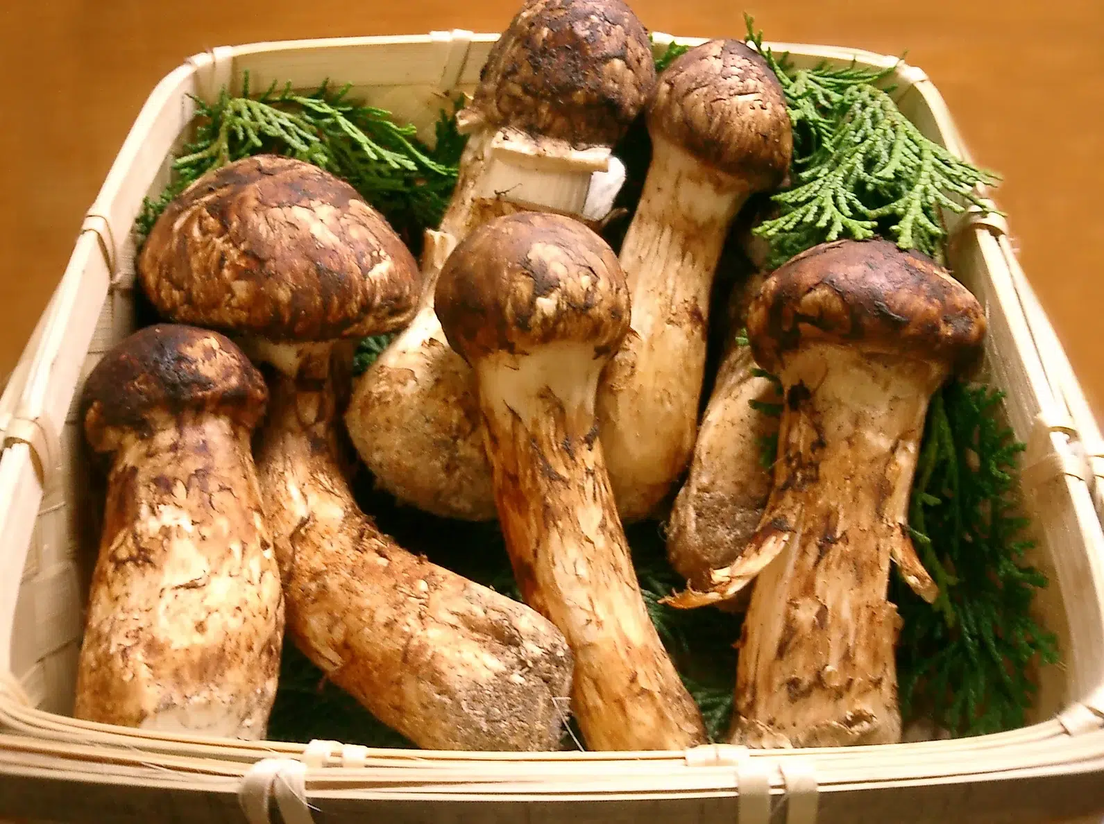 Matsutake Mushrooms Matsutake Mushrooms