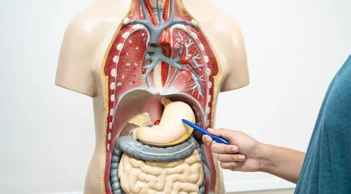 Understanding Your Digestive Health Needs in Montreal Understanding your digestive health needs. Vecteezy-medium