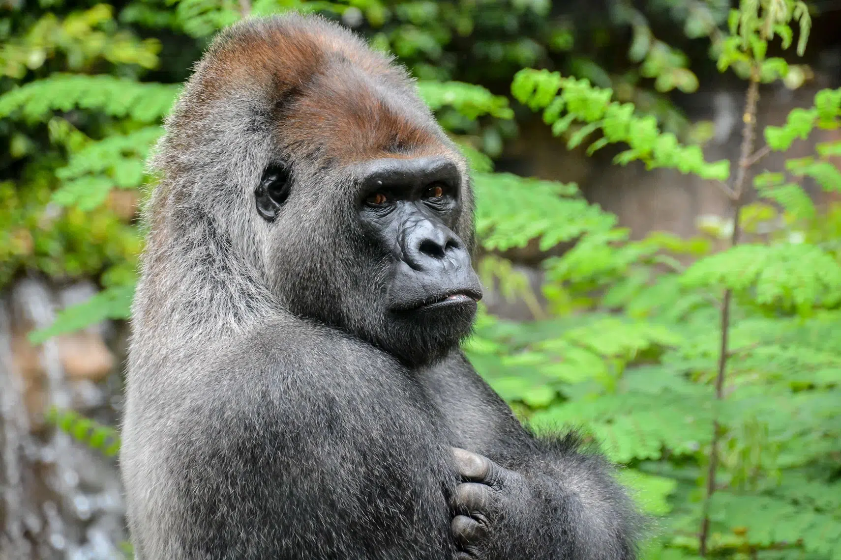 Closeup of a Gorilla in the wild. Vecteezy-medium Closeup of a Gorilla in the wild. Vecteezy-medium