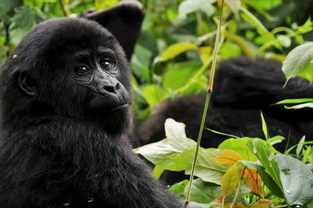 Double Gorilla Trekking in Rwanda. Photo by Max Christian via unsplash Double Gorilla Trekking in Rwanda. Photo by Max Christian via unsplash