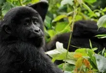 Ultimate Gorilla Trekking Guide Double Gorilla Trekking in Rwanda. Photo by Max Christian via unsplash