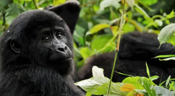 Ultimate Gorilla Trekking Guide Double Gorilla Trekking in Rwanda. Photo by Max Christian via unsplash