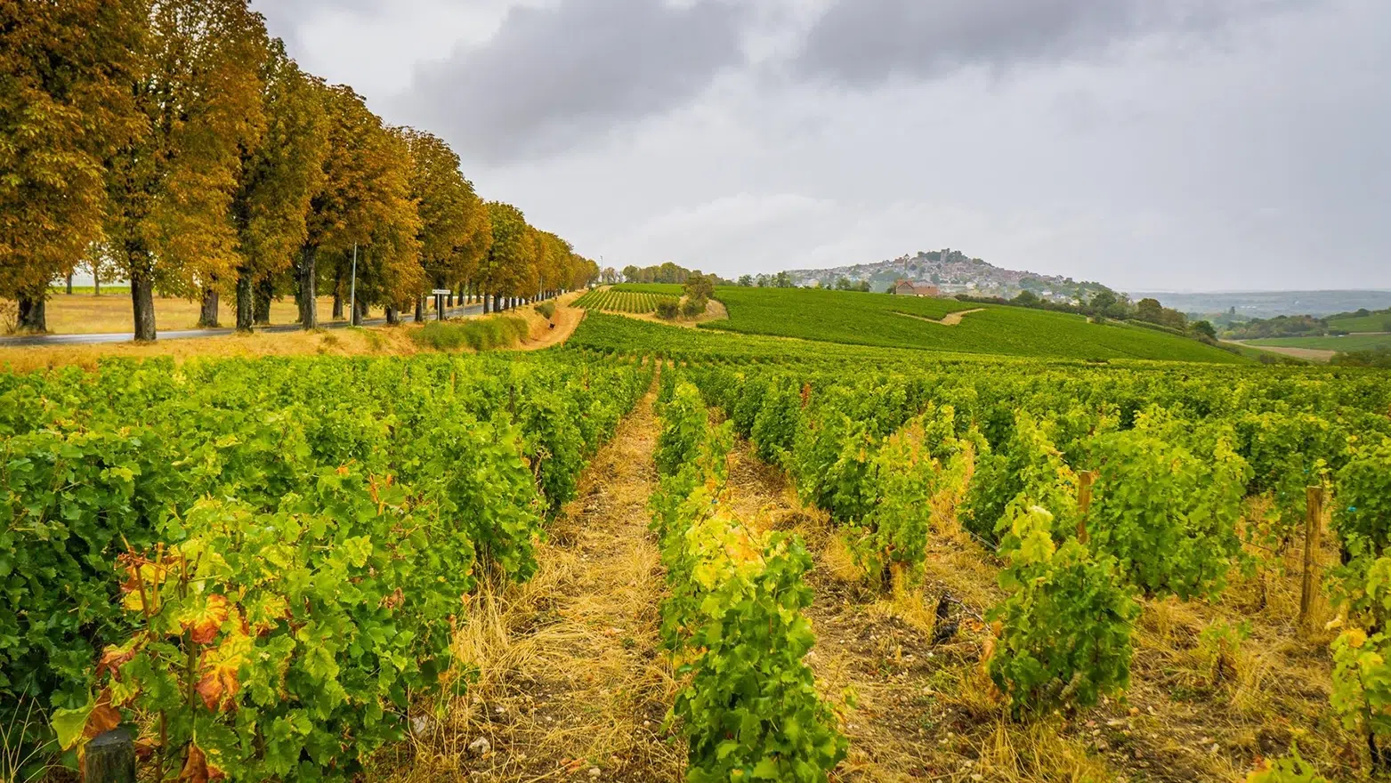 Loire Valley wine pasture Loire Valley wine pasture