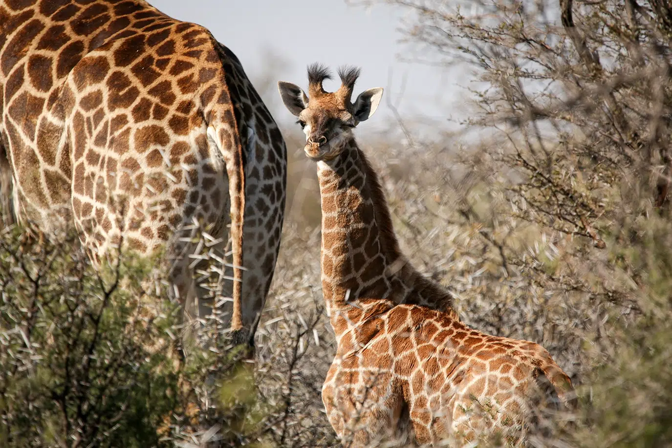 A young giraffe looks curiously at us. Photo by Heléne Ramackers A young giraffe looks curiously at us. Photo by Heléne Ramackers