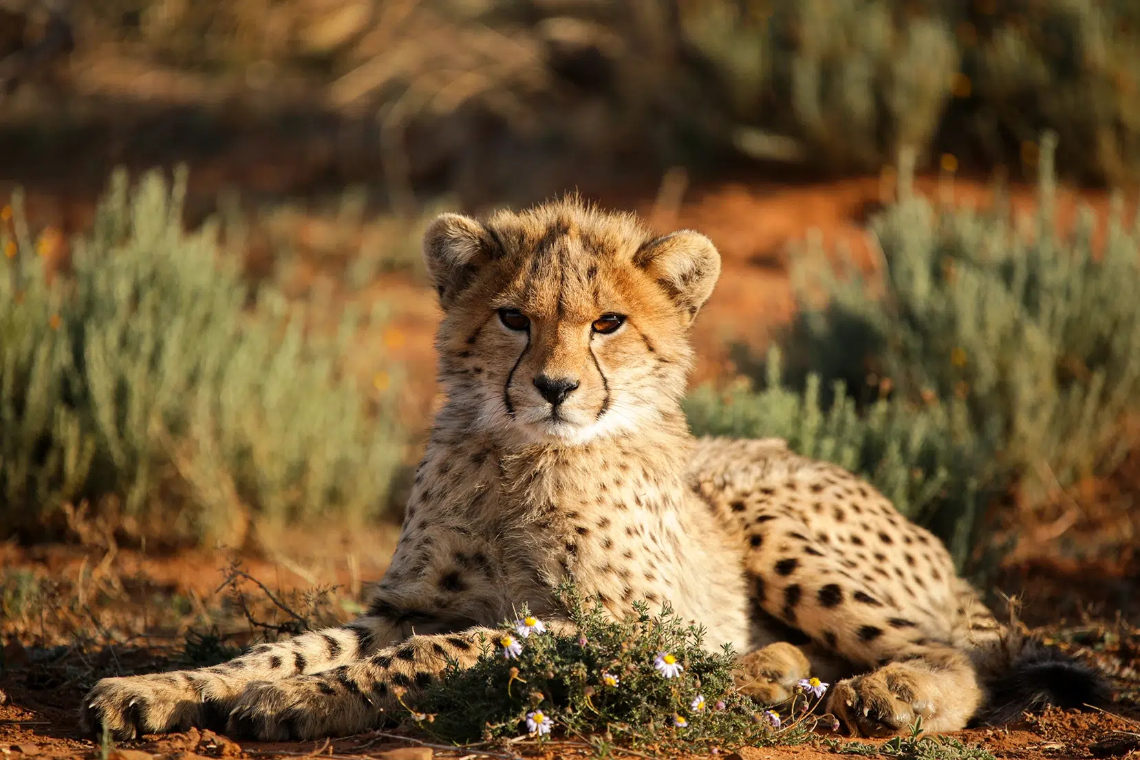 A cheetah cub in the morning sunshine. Photo by Heléne Ramackers A cheetah cub in the morning sunshine. Photo by Heléne Ramackers