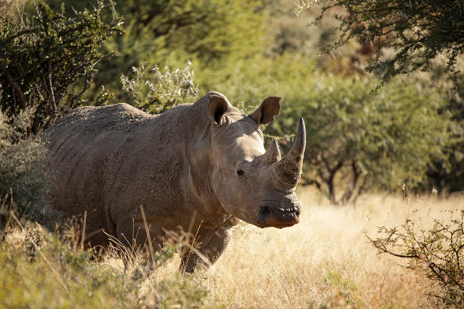 A rhino sighting is always something special. Photo by Heléne Ramackers A rhino sighting is always something special. Photo by Heléne Ramackers