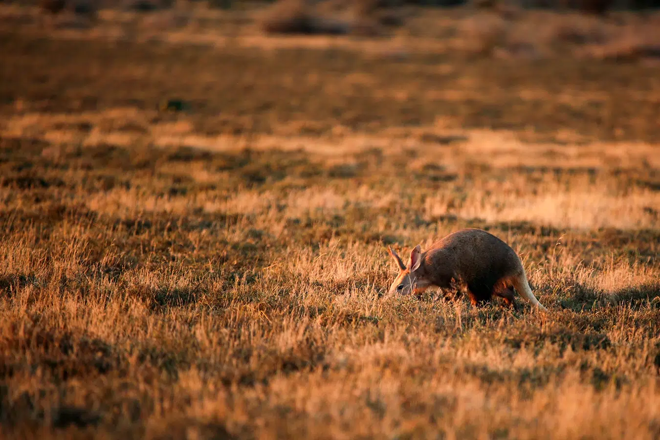 The rare sighting of an aardvark on our late afternoon safari. Photo by Heléne Ramackers The rare sighting of an aardvark on our late afternoon safari. Photo by Heléne Ramackers
