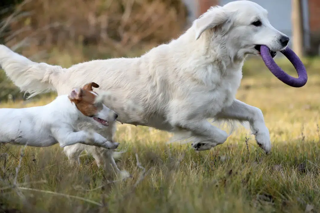 Senior Dogs can still learn new commands. Vecteezy-medium Senior Dogs can still learn new commands. Vecteezy-medium