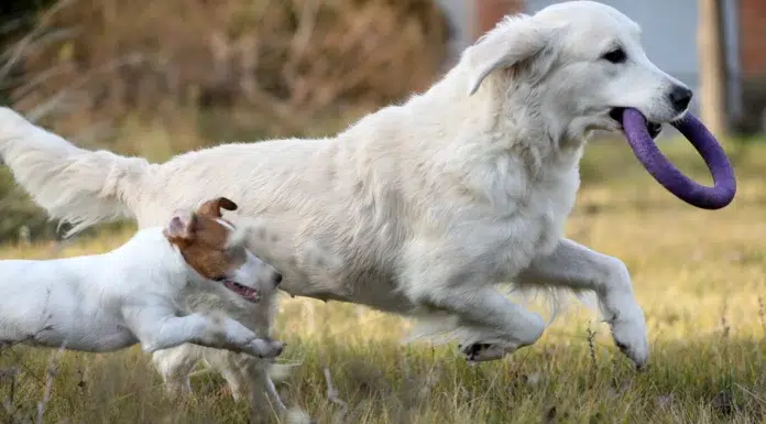 How Senior Dogs Can Still Learn New Commands Senior Dogs can still learn new commands. Vecteezy-medium