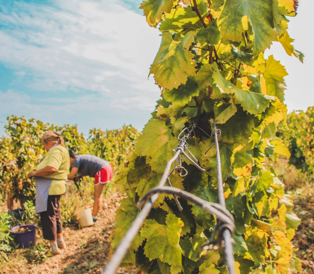 Traditional Italian Winemaking,Scarpa and the Piedmont Method Traditional Italian Winemaking,Scarpa and the Piedmont Method