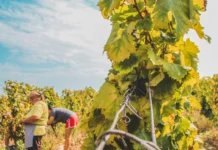 What Is Traditional Italian Winemaking? Scarpa and the Piedmont Method Traditional Italian Winemaking,Scarpa and the Piedmont Method
