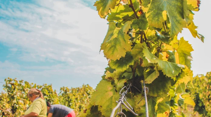 What Is Traditional Italian Winemaking? Scarpa and the Piedmont Method Traditional Italian Winemaking,Scarpa and the Piedmont Method