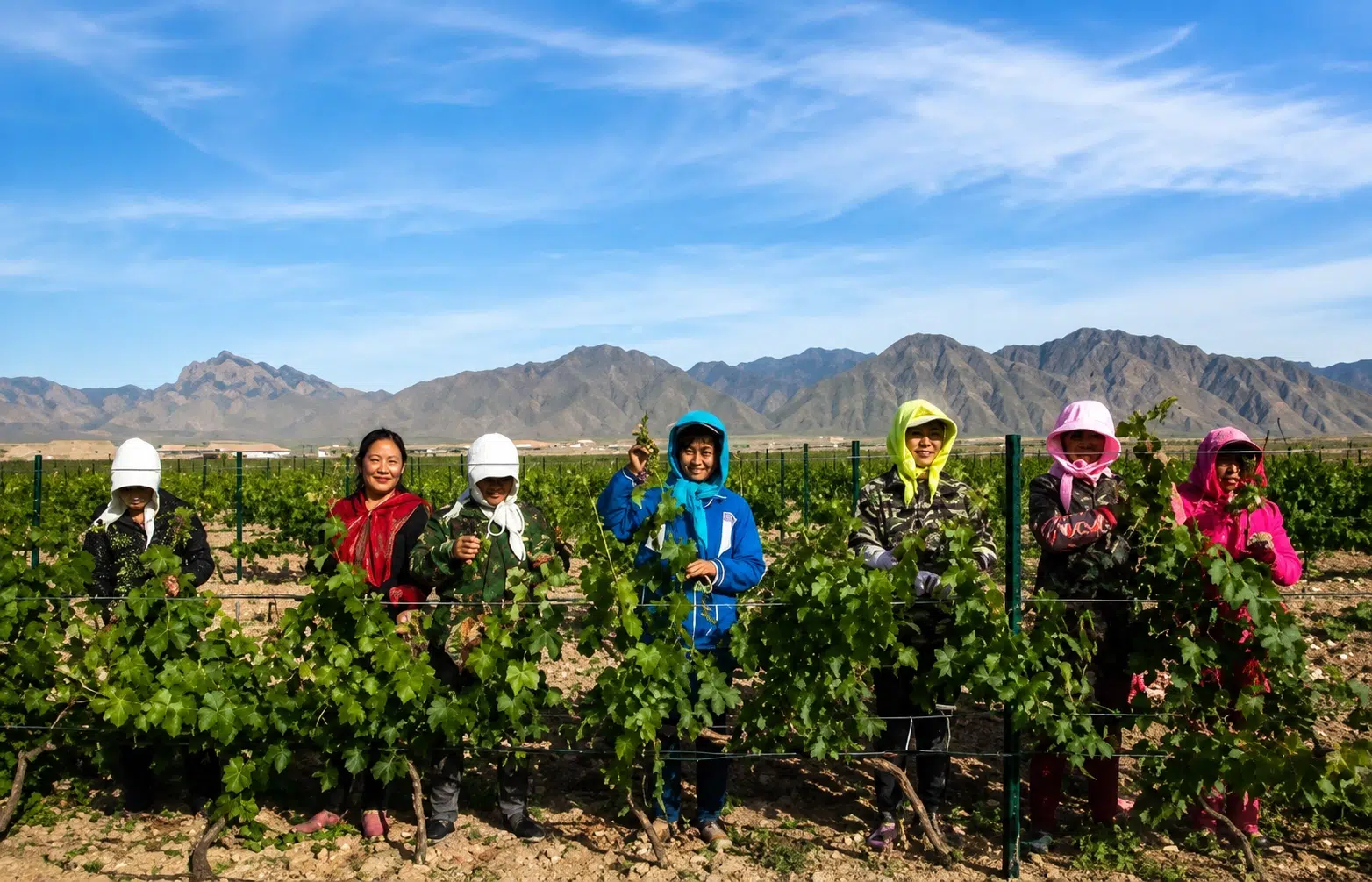 China Wine China Wine