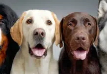 Essential Vet Services for Every Stage of Your Pet’s Life Essential Vet Services for Every Stage of Your Pet’s Life. Vecteezy-medium