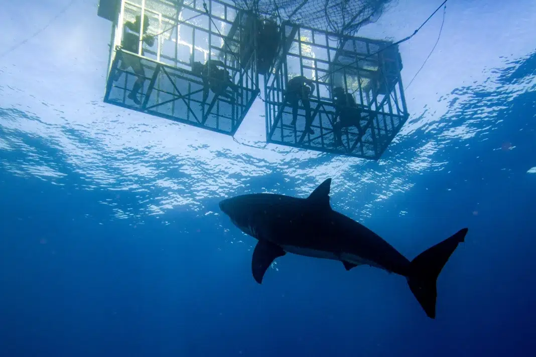 Shark Cage Diving in South Africa. Vecteezy-medium Shark Cage Diving in South Africa. Vecteezy-medium