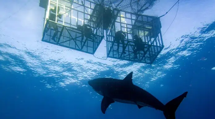Shark Cage Diving: The Rush That Stays With You Long After You’ve Dried Off Shark Cage Diving in South Africa. Vecteezy-medium
