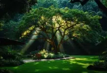 Top Tree Species for Creating a Private Oasis Top Tree Species for Creating a Private Oasis anywhere. Vecteezy-medium