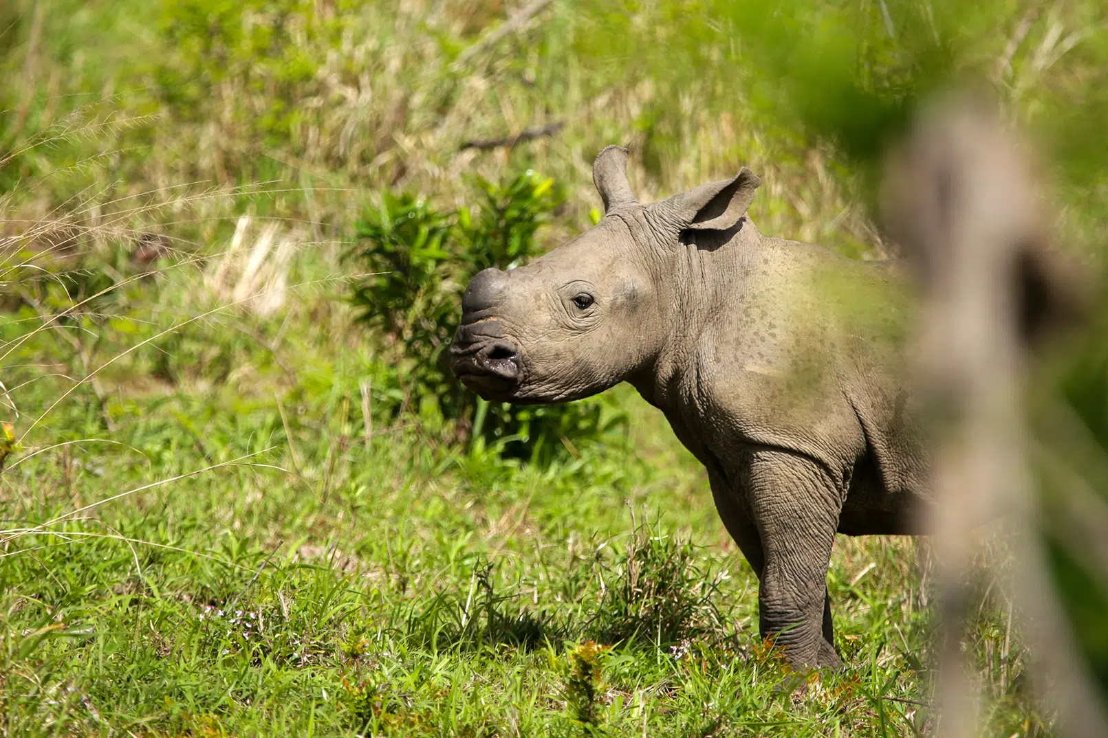 Rhino Ridge Safari Lodge - Image by Heléne Ramackers (6)