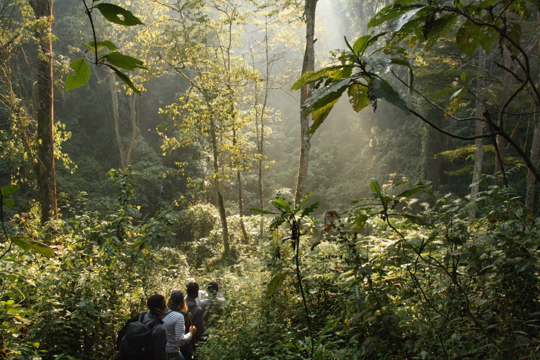 Silverback Lodge. Image by unsplash Silverback Lodge. Image by unsplash