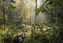 Silverback Lodge Redefines Contemporary Safari Conventions Silverback Lodge. Image by unsplash